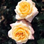 La Rosa Violon D'Ingres è un Rosaio eccezionale per la resistenza alle malattie che si adorna di grandi fiori