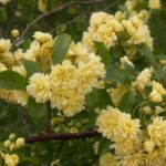 Rosa Banksiae 'Lutea'