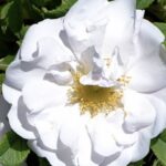 Rosa rugosa 'Gufo della Neve'