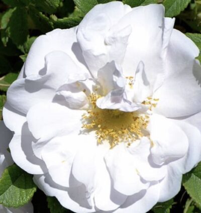 Rosa rugosa 'Gufo della Neve'