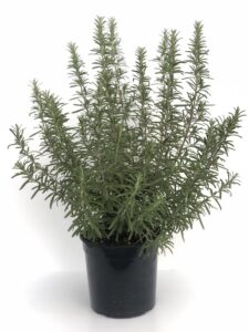 Rosmarinus officinalis Vaso 18