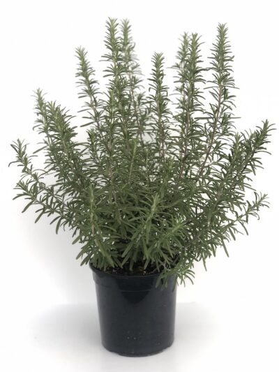 Rosmarinus officinalis Vaso 18