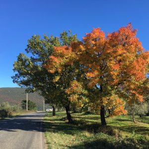 SORBO DOMESTICO Sorbus domestica