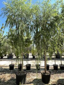 Salix babylonica SALICE PIANGENTE 2