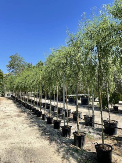 Salix babylonica SALICE PIANGENTE 3