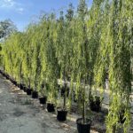 Salix babylonica SALICE PIANGENTE - Vivai Frappetta