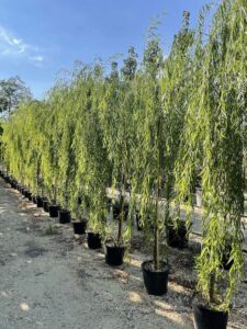 Salix babylonica SALICE PIANGENTE - Vivai Frappetta