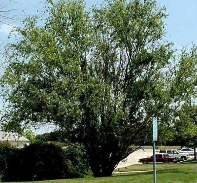 Primo piano di Salix matsudana