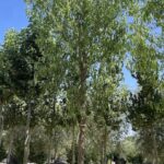 Salix matsudana 'Tortuosa' SALICE TORTUOSO