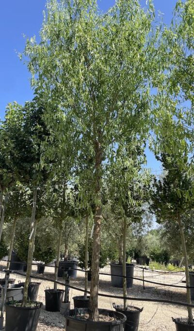 Salix matsudana 'Tortuosa' SALICE TORTUOSO