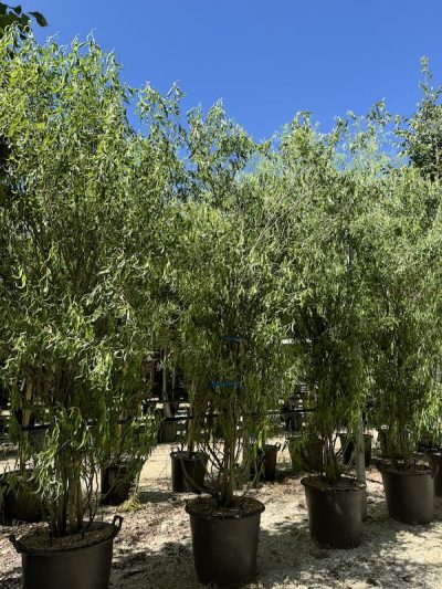 Salix matsudana 'Tortuosa' SALICE TORTUOSO