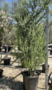 Salix matsudana 'Tortuosa' SALICE TORTUOSO - ramificato