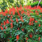 pianta di salvia splendens