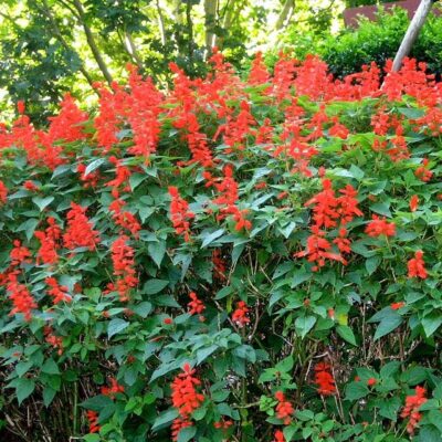pianta di salvia splendens
