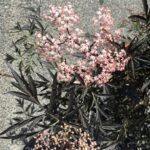2 Sambucus nigra 'Black Lace' pianta in vaso a fine maggio nei Vivai Frappetta