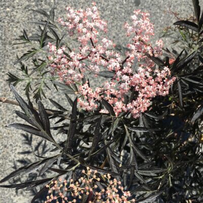 2 Sambucus nigra 'Black Lace' pianta in vaso a fine maggio nei Vivai Frappetta
