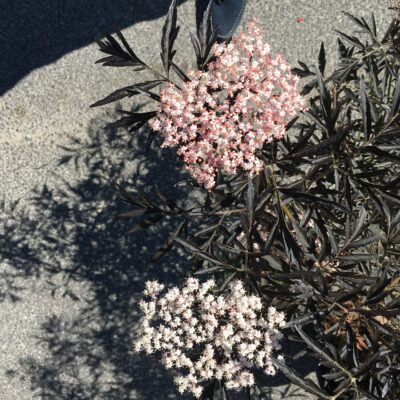Sambucus nigra 'Black Lace' pianta in vaso a fine maggio nei Vivai Frappetta