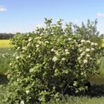 Primo piano di Sambucus nigra