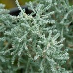 particolare delle foglie di santolina chamaecyparissus crespolina