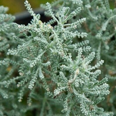 particolare delle foglie di santolina chamaecyparissus crespolina