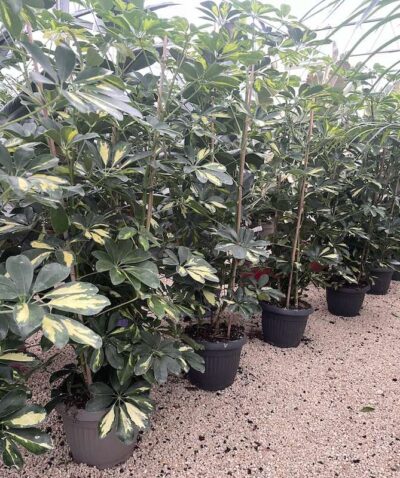 Schefflera arboricola 125-150