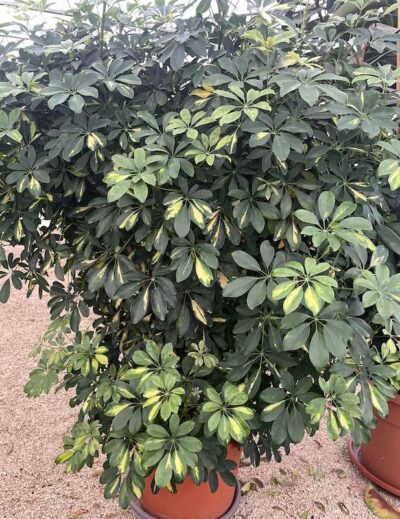 Schefflera arboricola 180-200