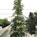 Schefflera arboricola 'Gold Capella' H180