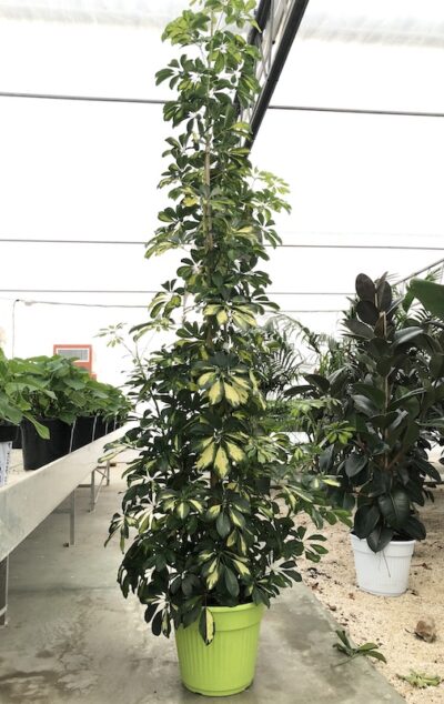 Schefflera arboricola 'Gold Capella' H180
