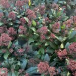 Skimmia japonica 'Rubella'