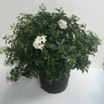 Solanum jasminoides 'Album'