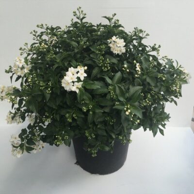 Solanum jasminoides 'Album'