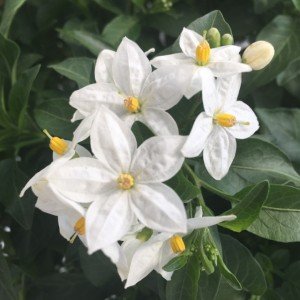 particolare dei fiori di solanum jasminoides