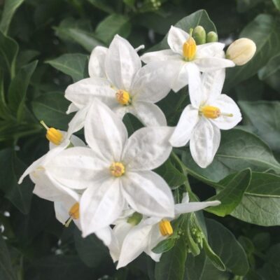particolare dei fiori di solanum jasminoides