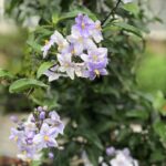 Solanum jasminoides - fiori