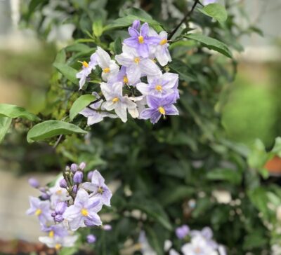 Solanum jasminoides - fiori