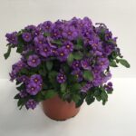 piantina di solanum rantonetti