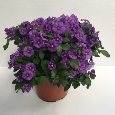 piantina di solanum rantonetti