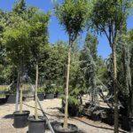 Sophora japonica SOFORA