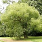 Primo piano di Sophora japonica