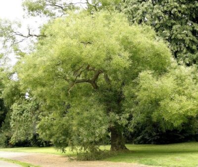 Primo piano di Sophora japonica