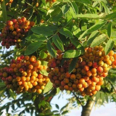 frutti sull'albero di sorbo domestico