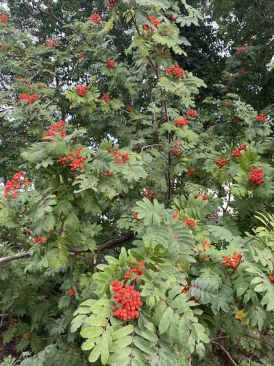 Sorbus aucuparia SORBO DEGLI UCCELLATORI