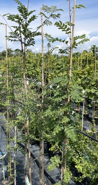 Sorbus aucuparia SORBO DEGLI UCCELLATORI CL3