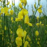 fiori di spartium junceum ginestra di spagna