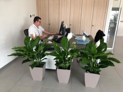 Spathiphyllum