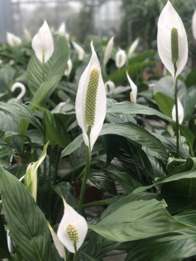 Spathiphyllum wallisii piante