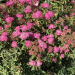 Spiraea japonica 'Bumalda'