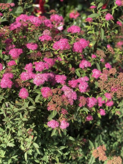 Spiraea japonica 'Bumalda'