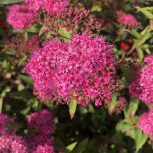 Spiraea 'Bumalda - fiore