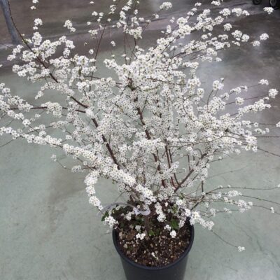 primo piano della pianta di spiraea arguta spirea